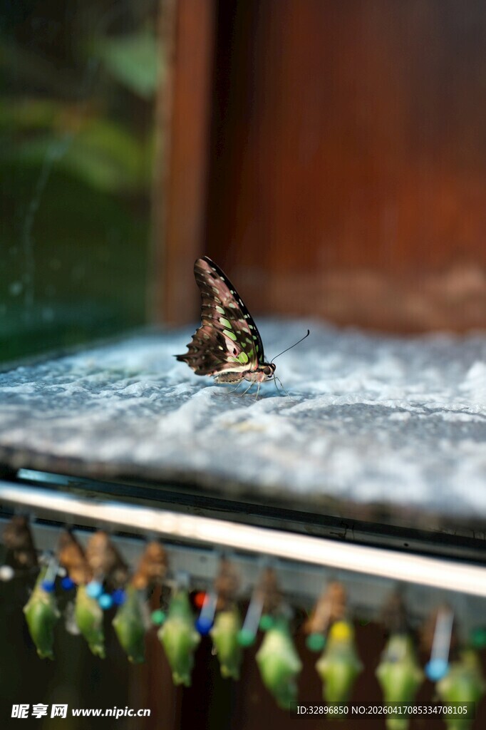 窗边停歇的蝴蝶