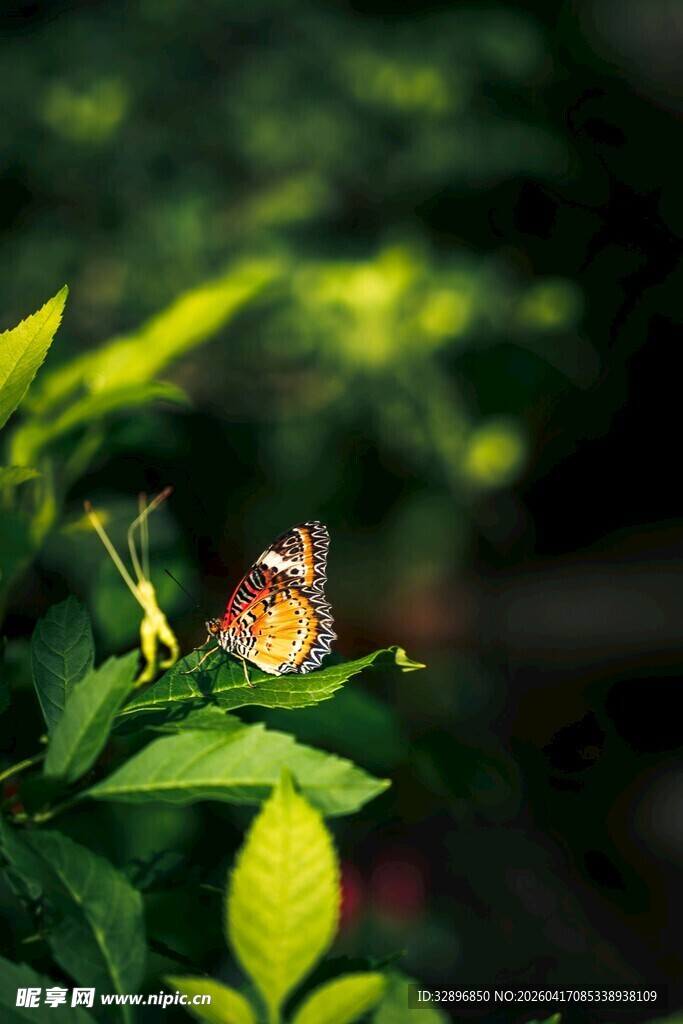 绿叶上停歇的美丽蝴蝶