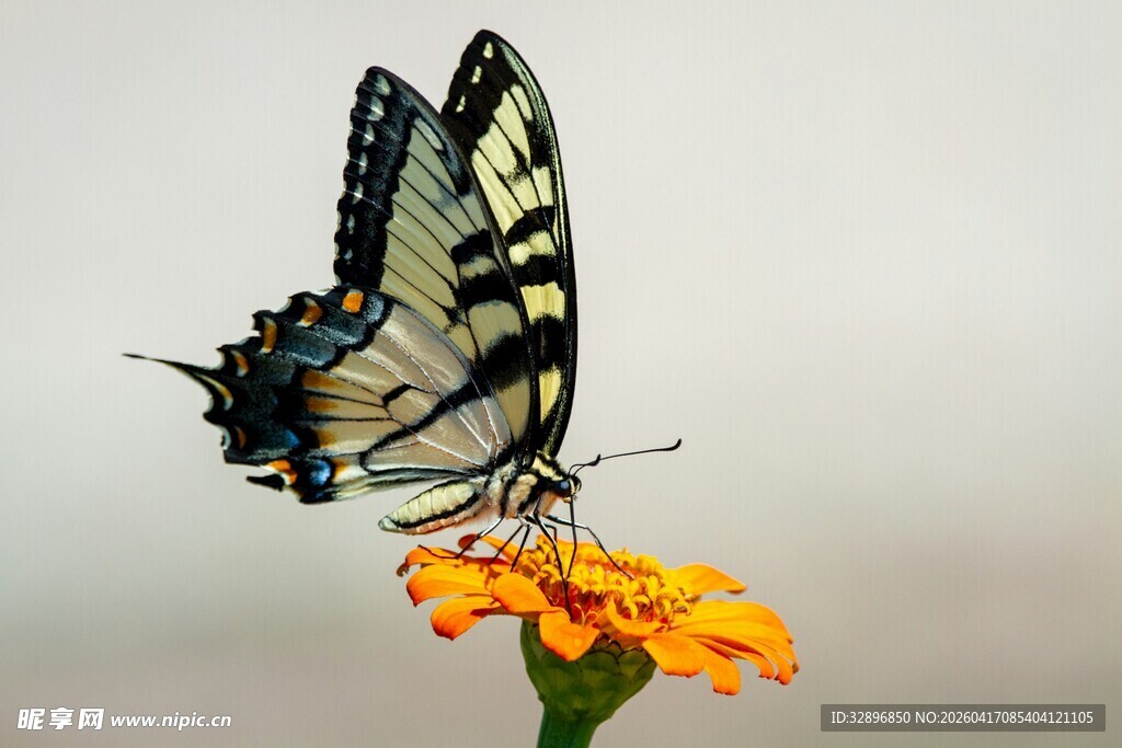 蝴蝶停驻于明艳花朵上