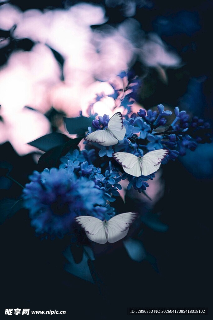 蓝花间飞舞的梦幻蝴蝶