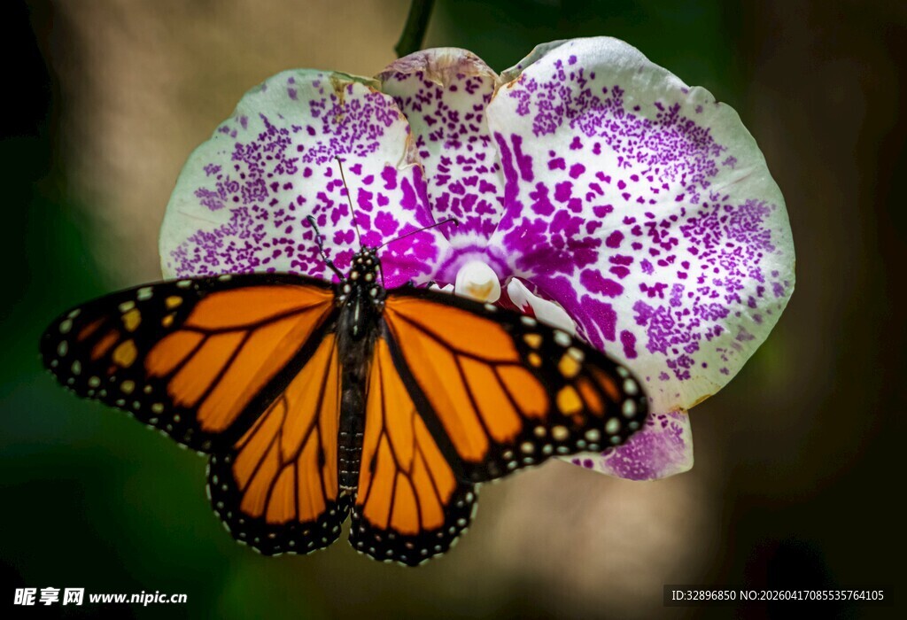 蝴蝶停驻在紫色兰花上