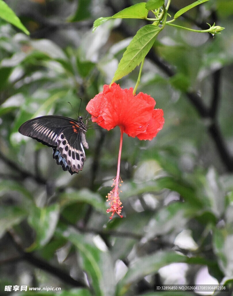 蝴蝶绕红花翩翩起舞