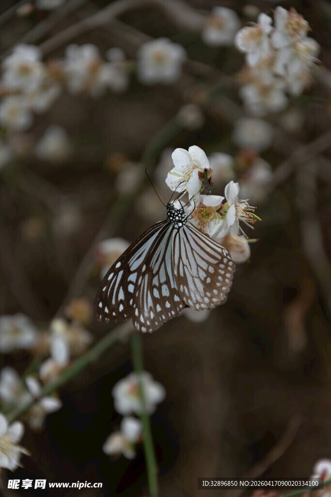 蝴蝶停驻于白色小花上