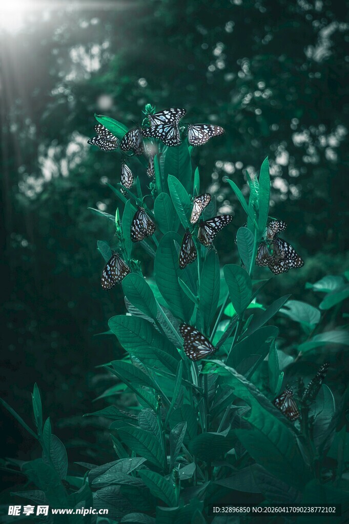 阳光洒落的繁茂绿植