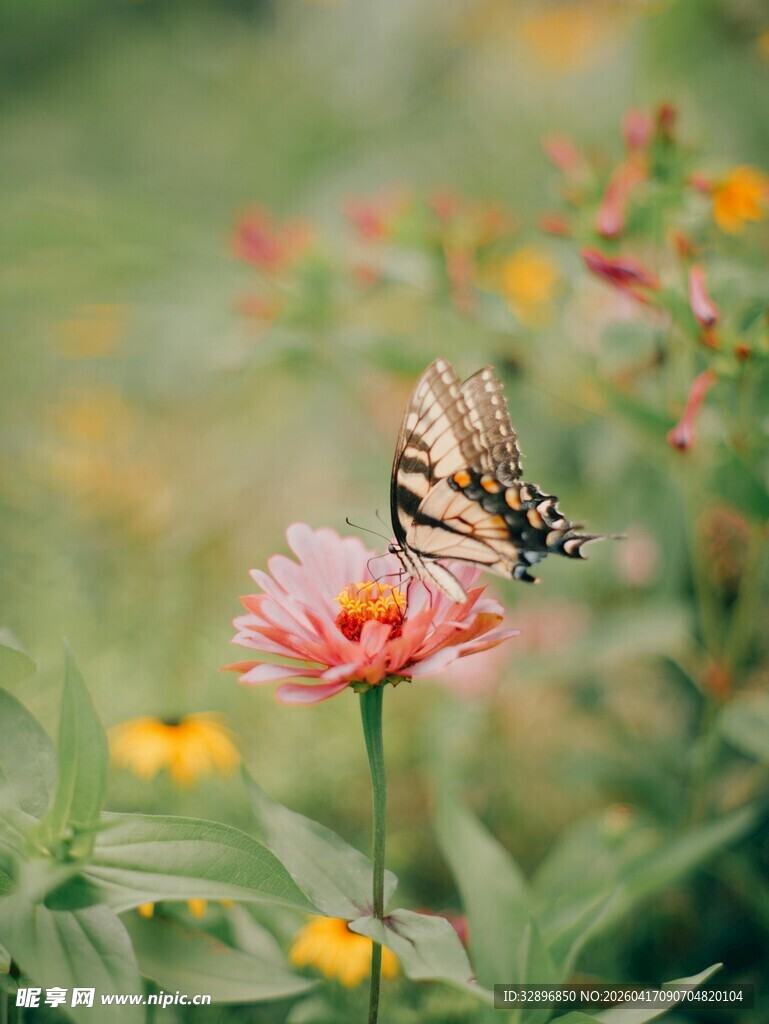 蝴蝶停驻于娇艳花朵上