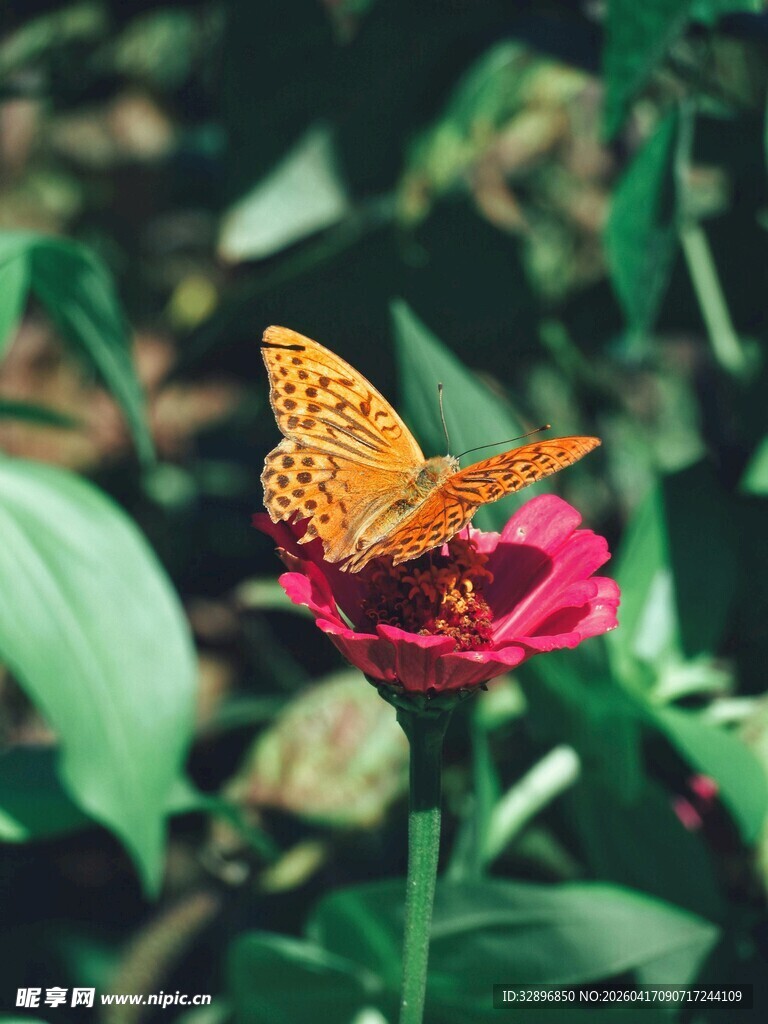 蝴蝶停驻艳丽花朵