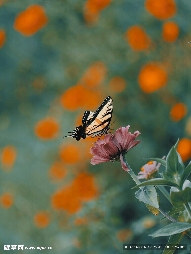 蝴蝶停驻在娇艳花朵上