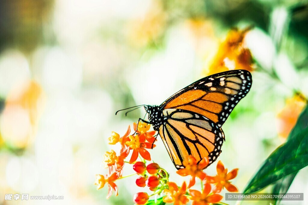 蝴蝶停驻鲜艳花朵上