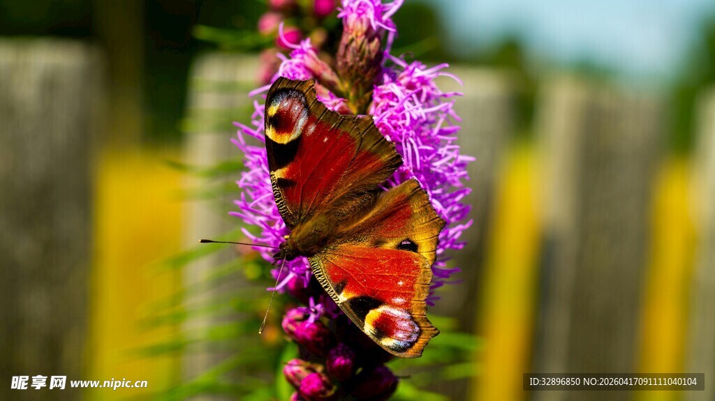 蝴蝶停驻紫色花朵上