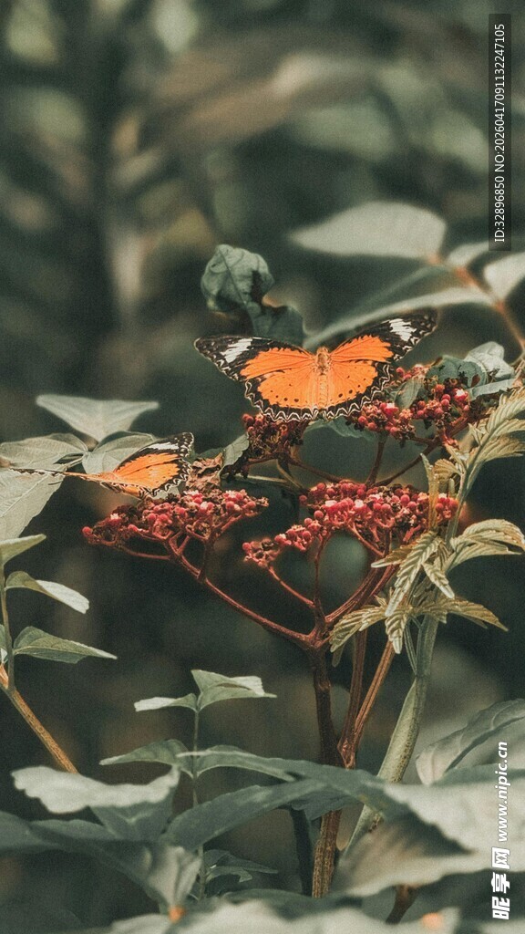 绿叶间的橙蝶与红果