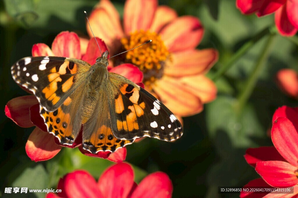 彩蝶停留在艳丽花朵上