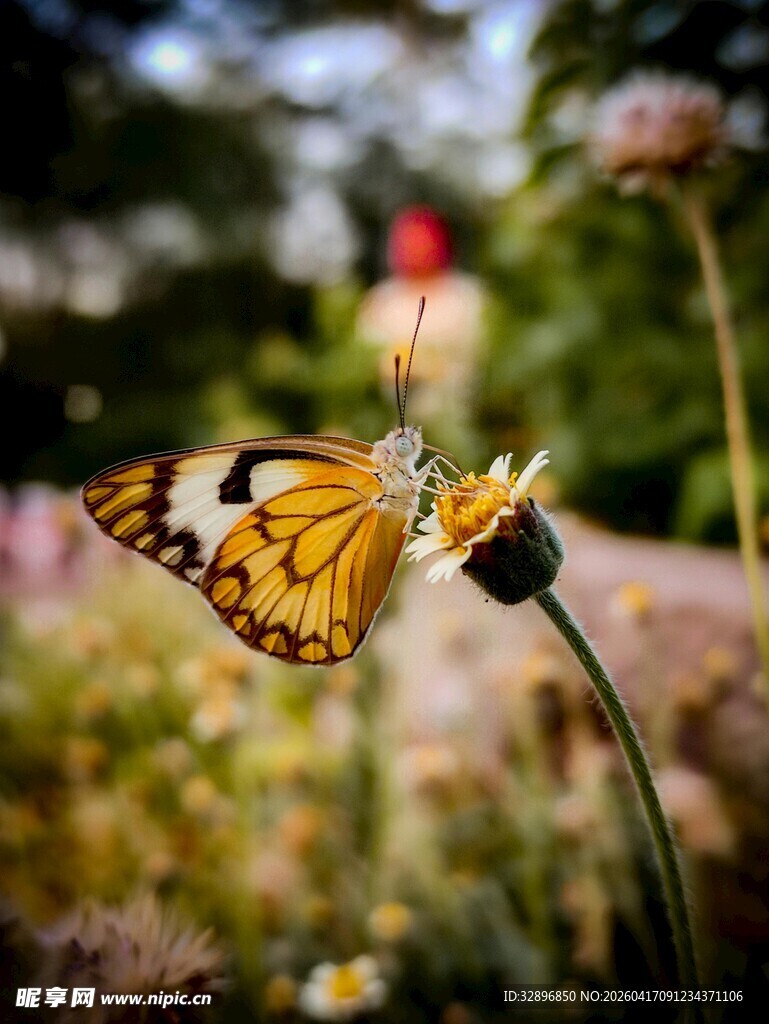 花丛中停歇的美丽蝴蝶