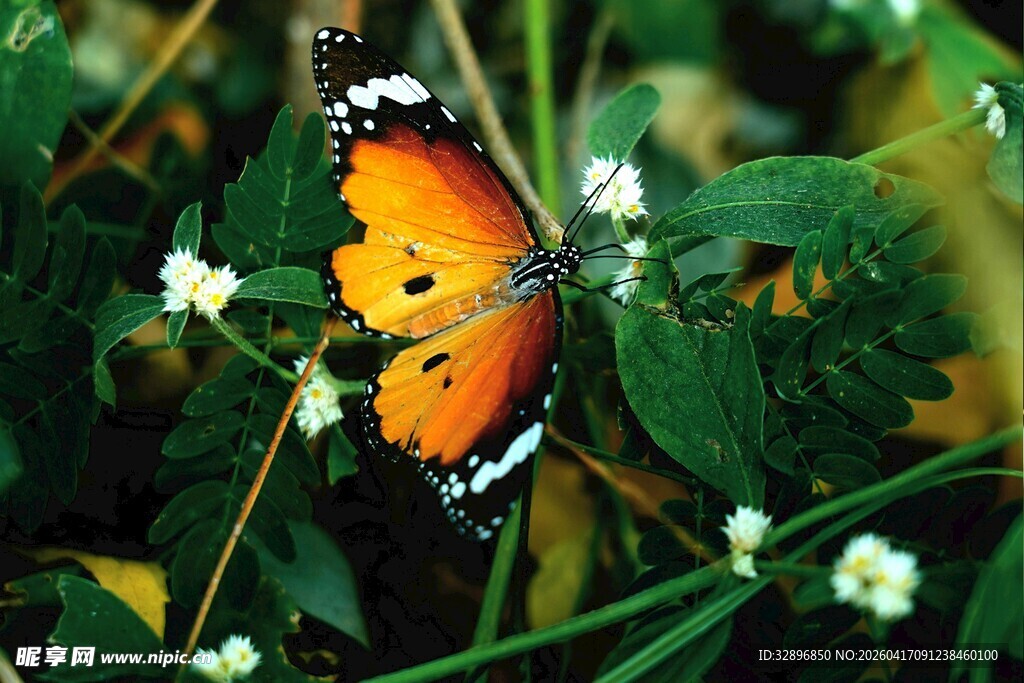 橙蝶停驻绿叶丛间
