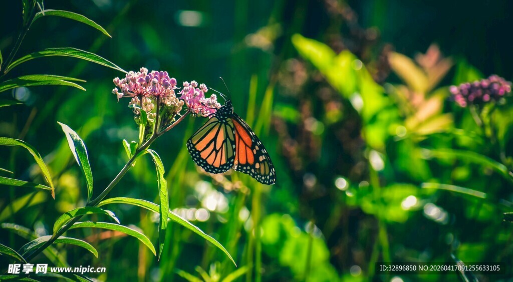花丛中停歇的美丽蝴蝶