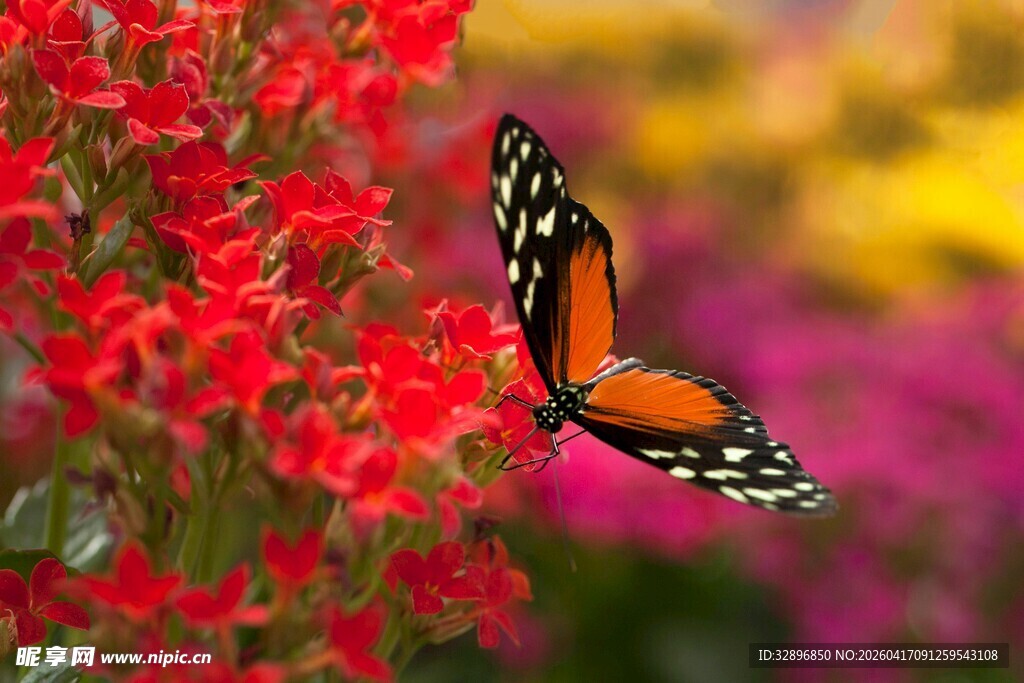 蝴蝶停驻鲜艳花丛间