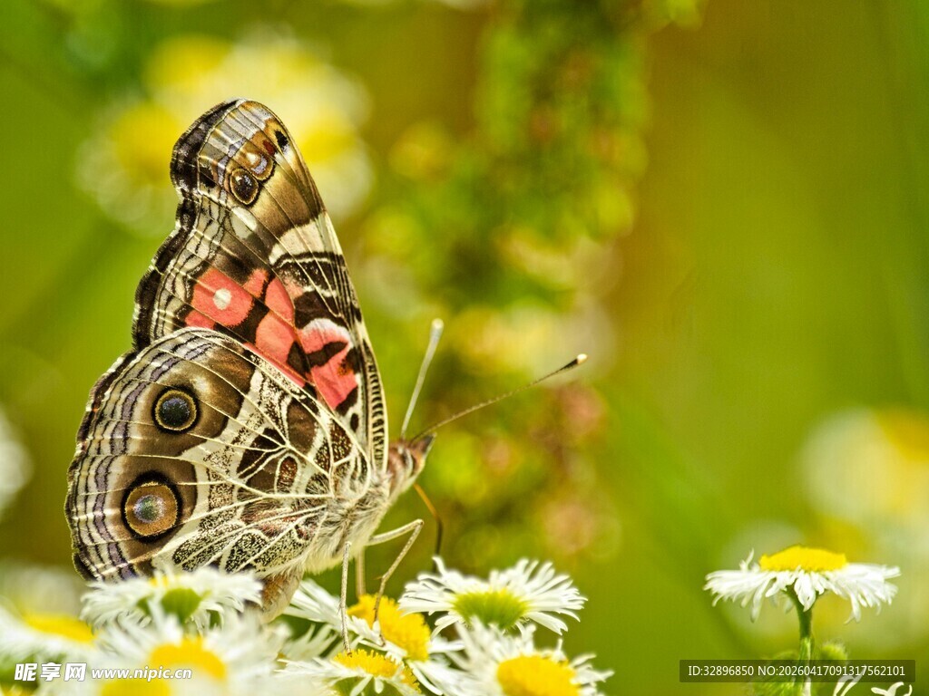 彩蝶停驻雏菊上