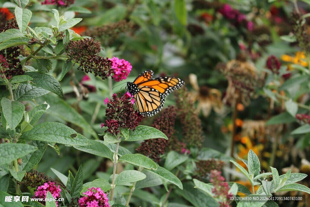 花丛中彩蝶飞舞