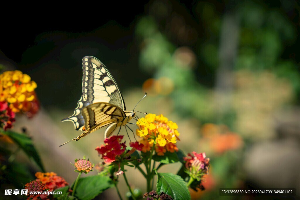 蝴蝶停驻多彩花丛间