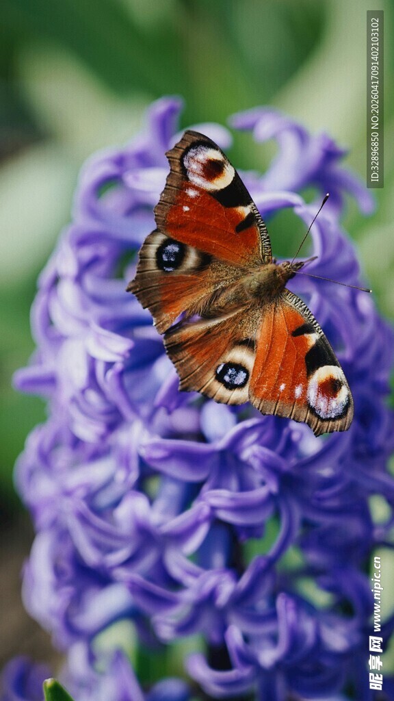 紫花上的美丽蝴蝶