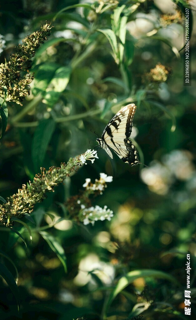 绿叶丛中的蝴蝶