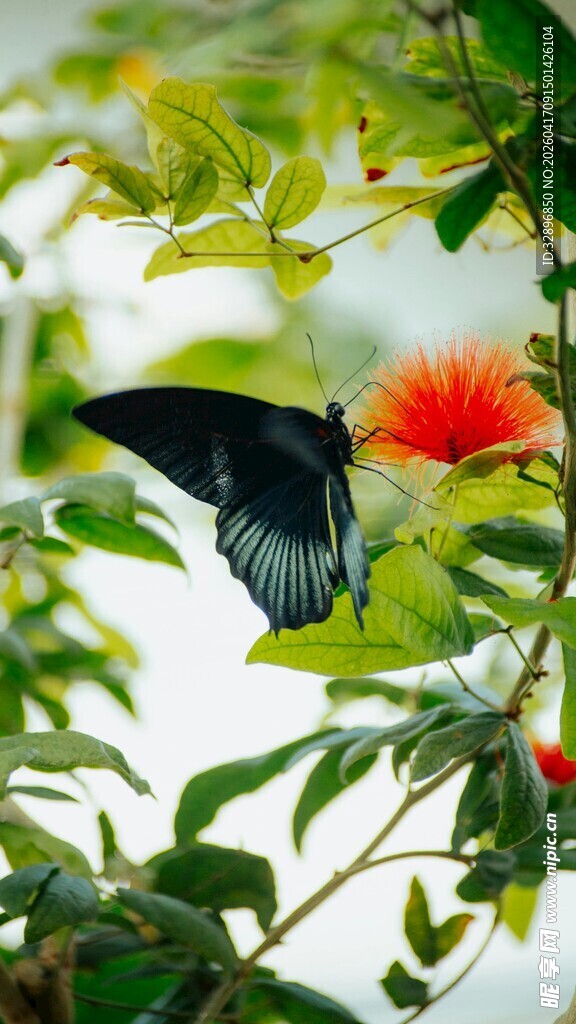 黑蝶停驻于红花绿叶间