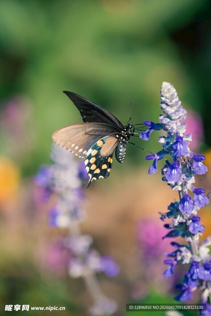 蜂鸟鹰蛾采蜜于蓝花间