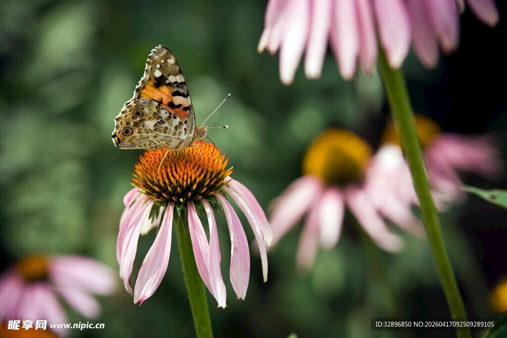 蝴蝶停驻在紫锥花上