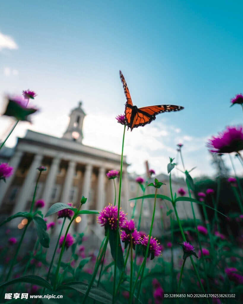 蝴蝶于花丛间飞舞