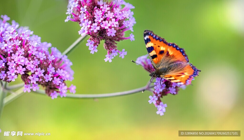蝴蝶停驻于紫色花卉上