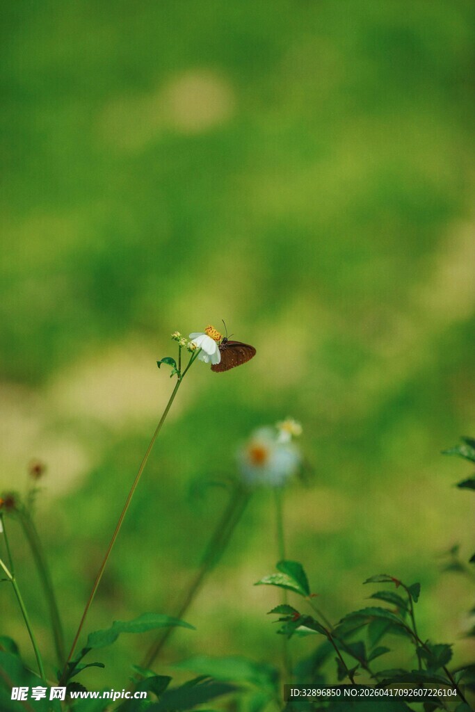 草丛中绽放的清新小花