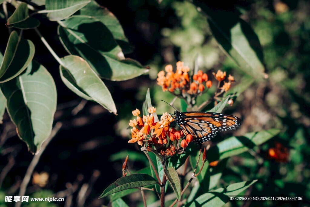 橙色花朵与绿叶的自然景致