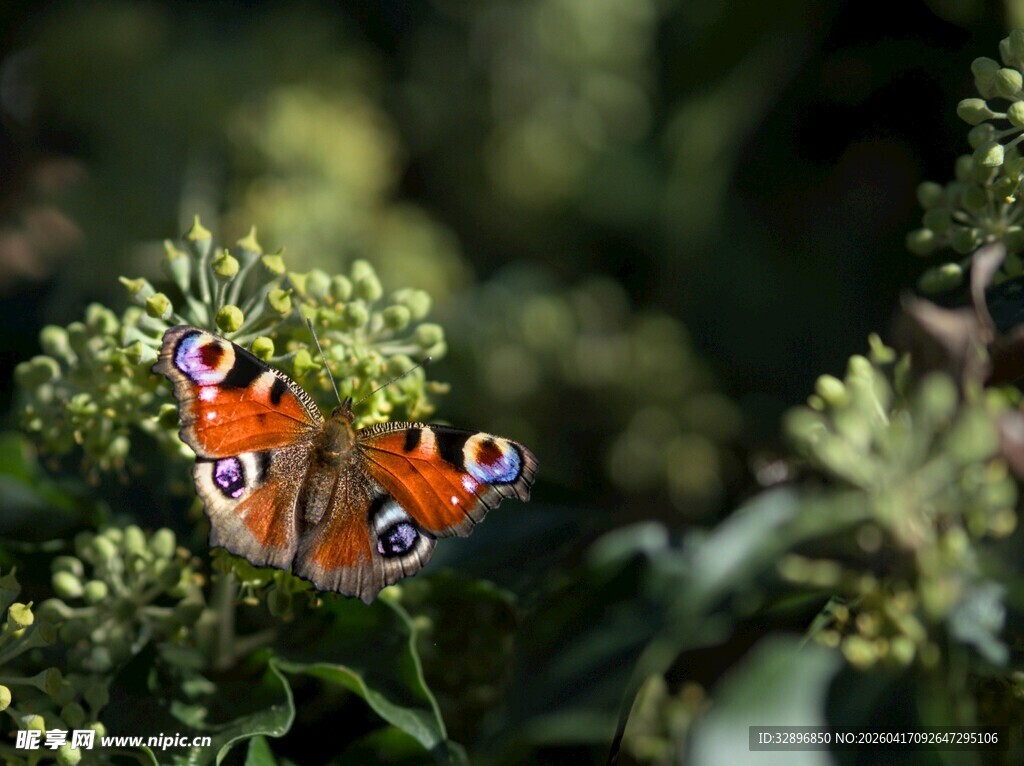 花丛中停歇的美丽蝴蝶