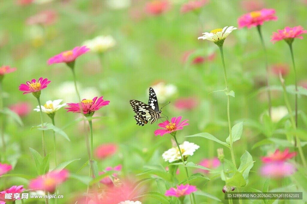 花丛中飞舞的美丽蝴蝶