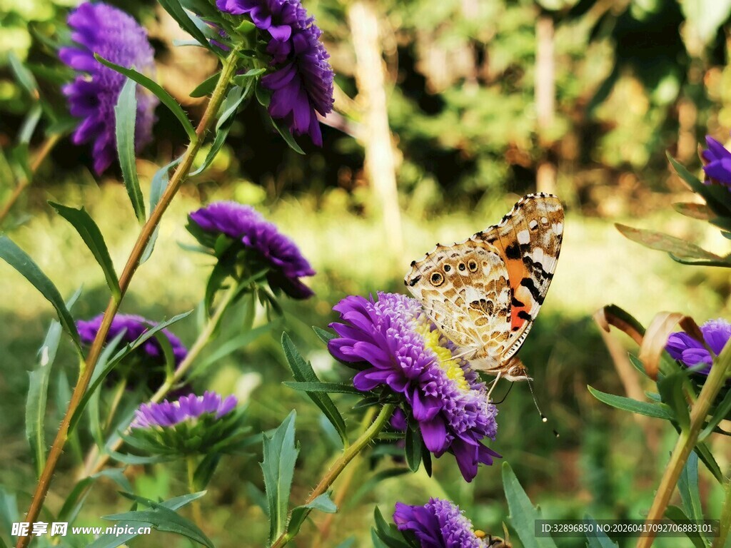 蝴蝶停驻紫色花丛间