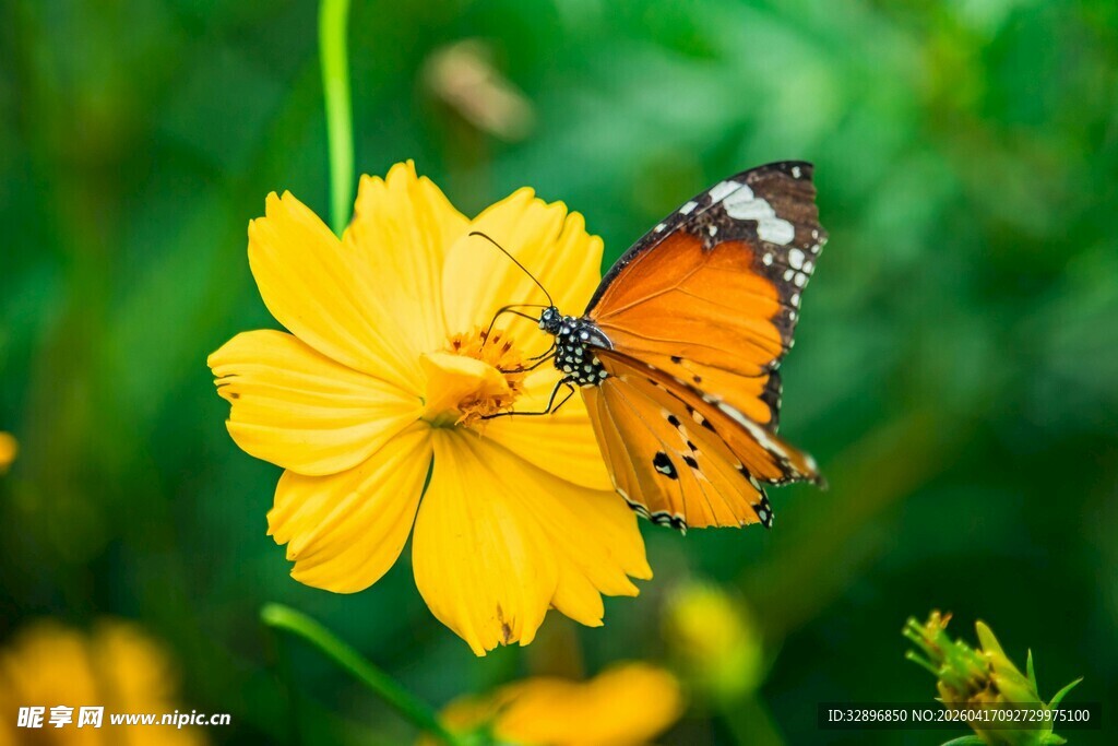 蝴蝶停驻于明艳黄花上