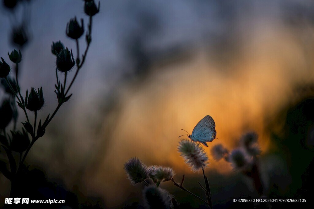 夕阳下的蝴蝶与花草