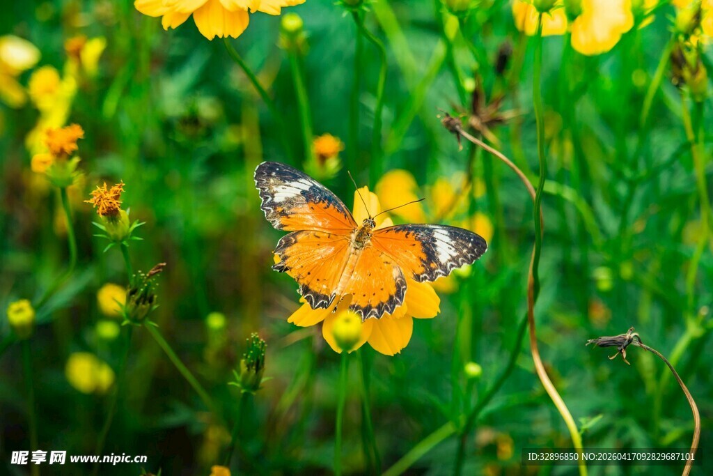 花丛中飞舞的美丽蝴蝶