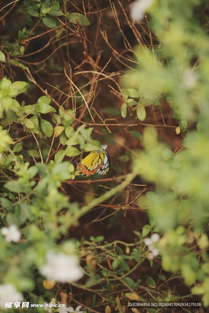 草丛中的黄色小花