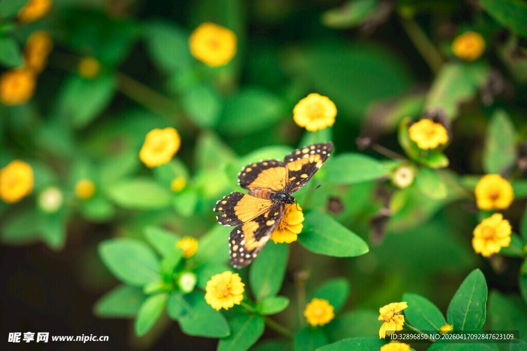 蝴蝶停驻于黄色小花间