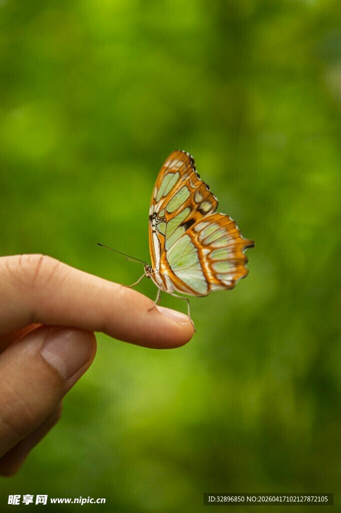 指尖上的蝴蝶