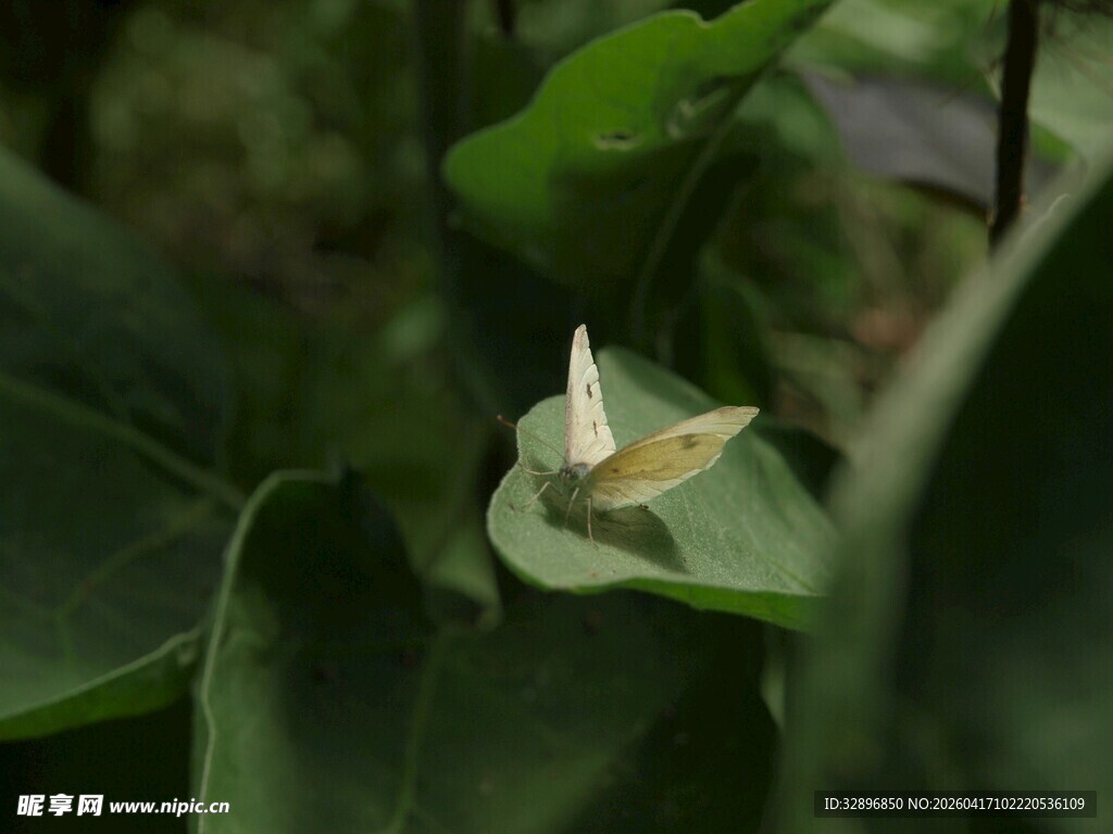 绿叶间的白色蝴蝶