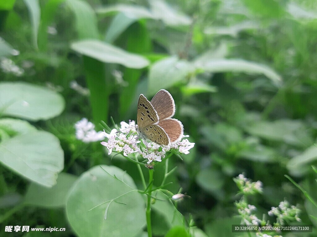 蝴蝶停驻于白色小花上