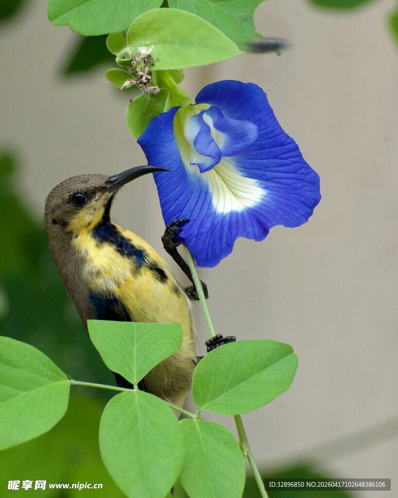 黄鸟啄食牵牛花
