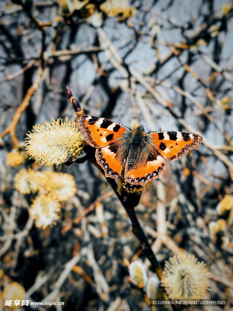 橙蝶栖于繁花间