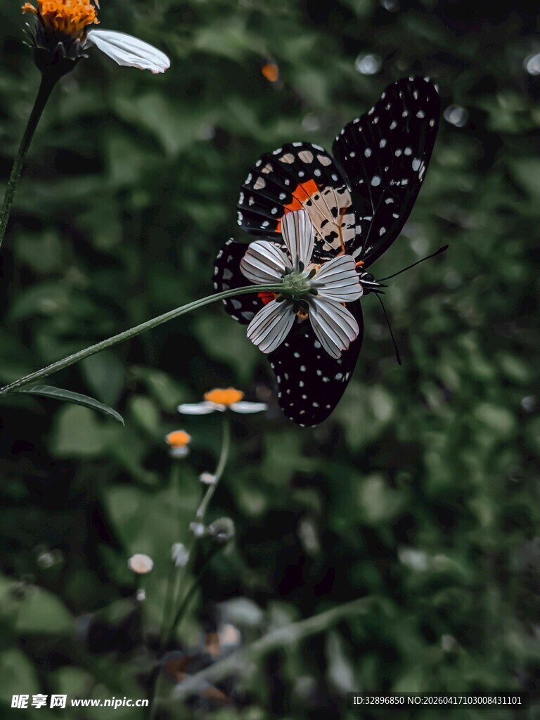 花丛中停歇的美丽蝴蝶