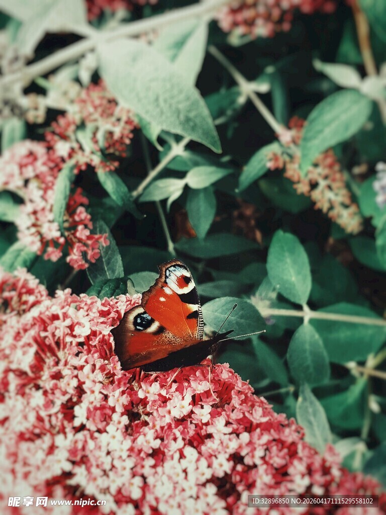 花丛中的多彩小鸟