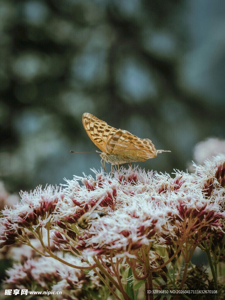 蝴蝶停留在繁花之上