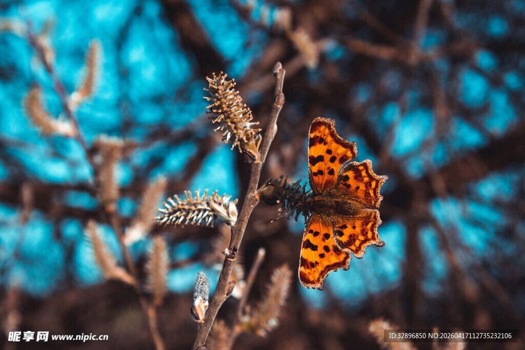树枝上的斑斓蝴蝶