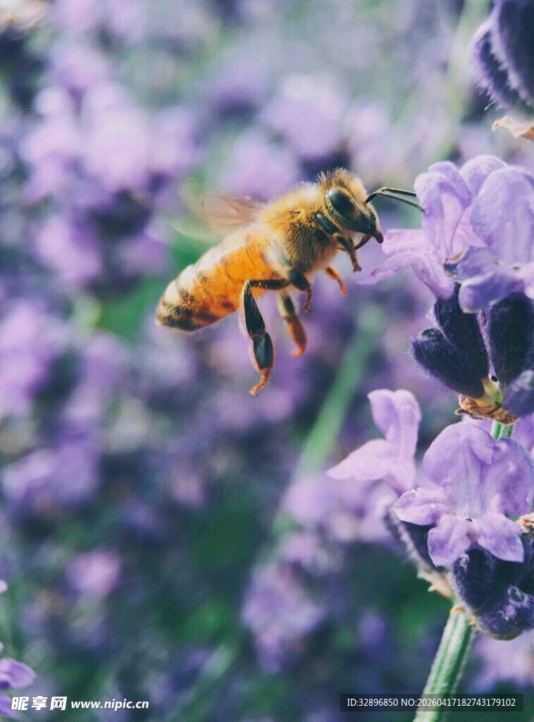 蜜蜂采蜜于紫色薰衣草间