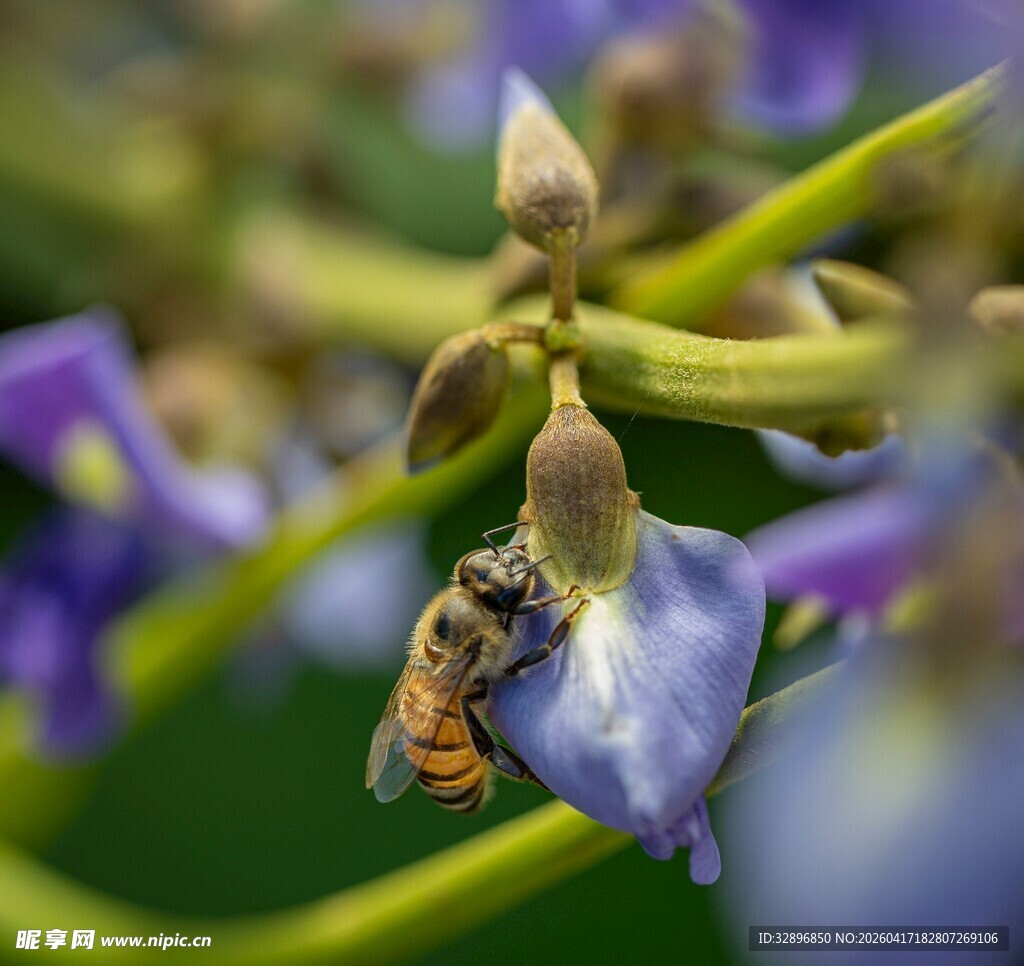 蜜蜂停留在紫色花朵上